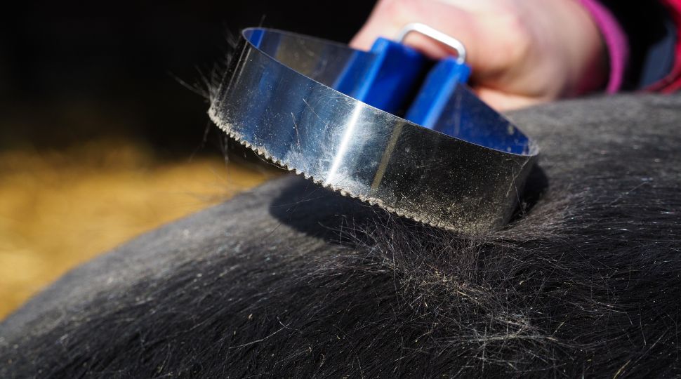 Cepillo de muda retirando pelo suelto del pelaje de un caballo negro