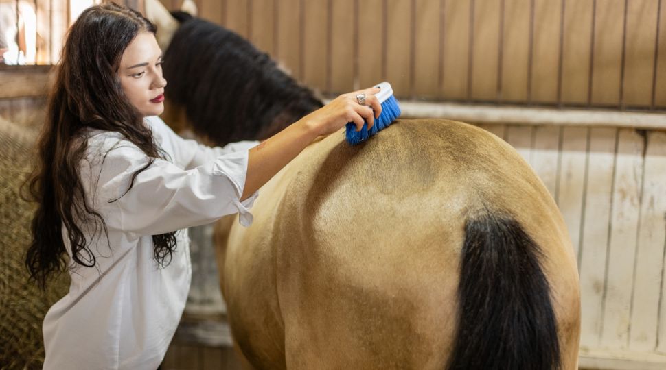 Mujer cepillando el lomo de un caballo dentro de una cuadra