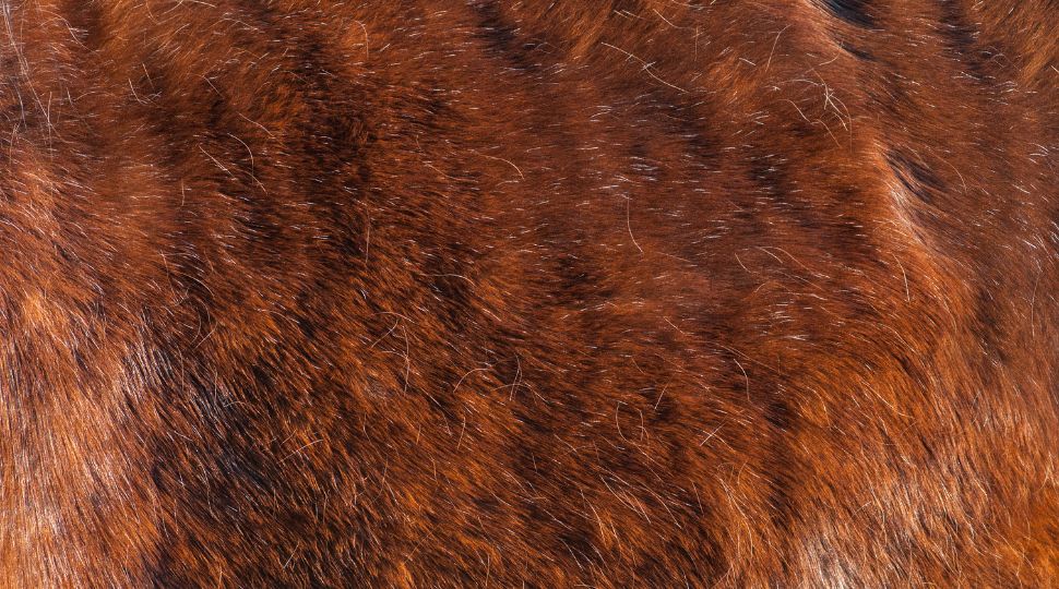Primer plano del pelaje de un caballo de color castaño