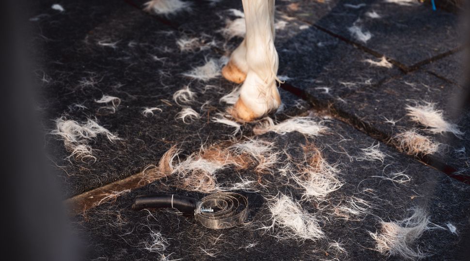 Pelo de caballo desprendido durante el cepillado junto a utensilios de limpieza