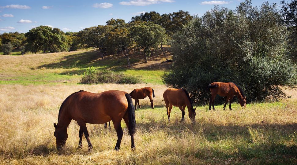 Caballos Alter Real castaños pastando en el campo