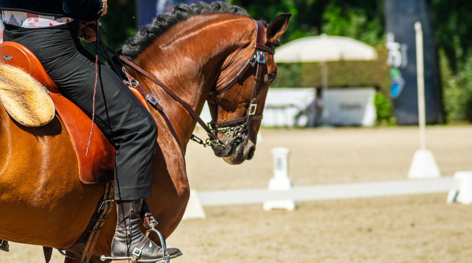 Caballo lusitano en competición de doma