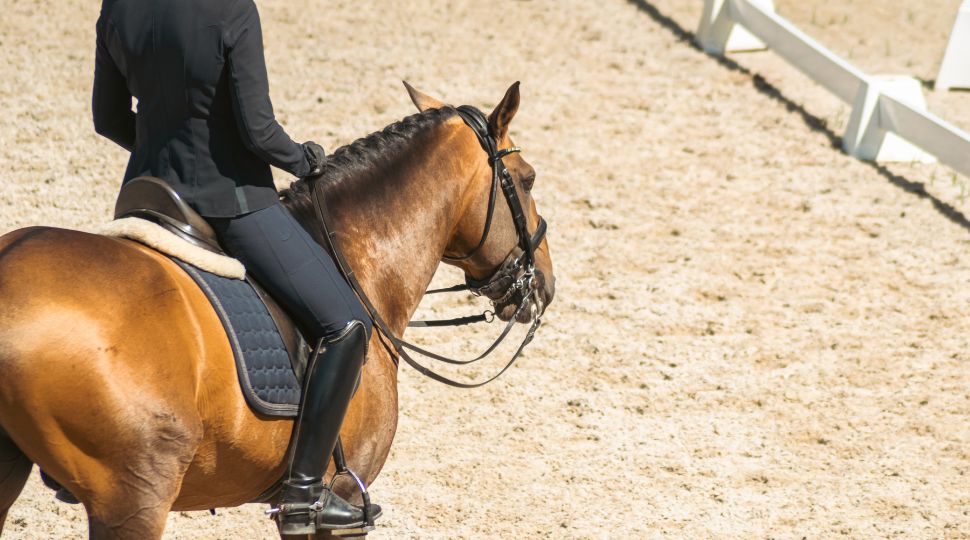 Caballo lusitano castaño montado durante un evento de doma en Portugal