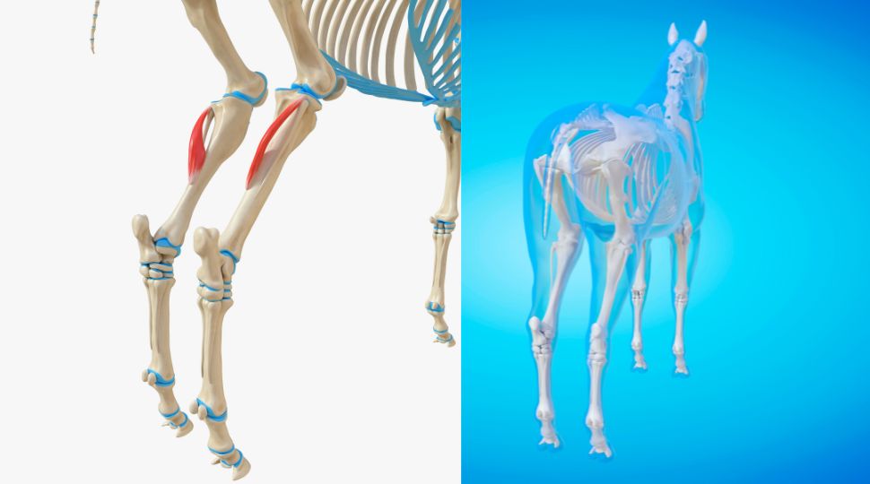anatómica corvejón caballos