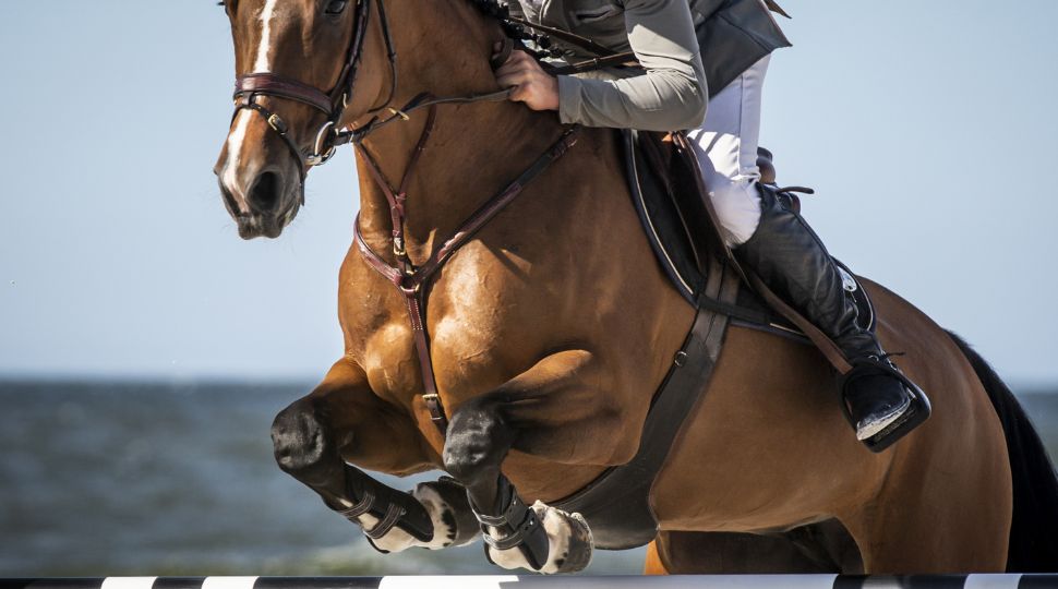 función impulsión corvejón caballos