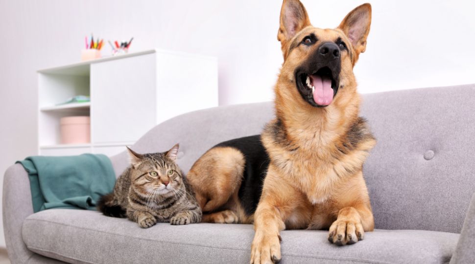 nuevo reglamento para perros y gatos