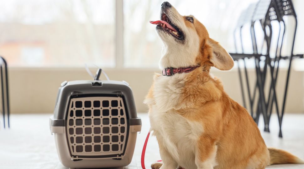 Perro junto a un transportín para viajar
