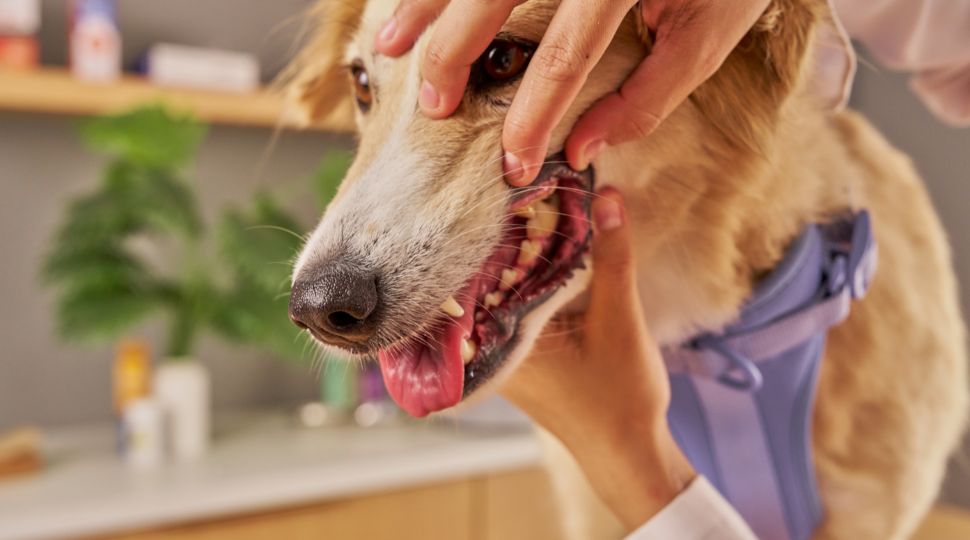 reglamento europeo cómo afecta a las mascotas