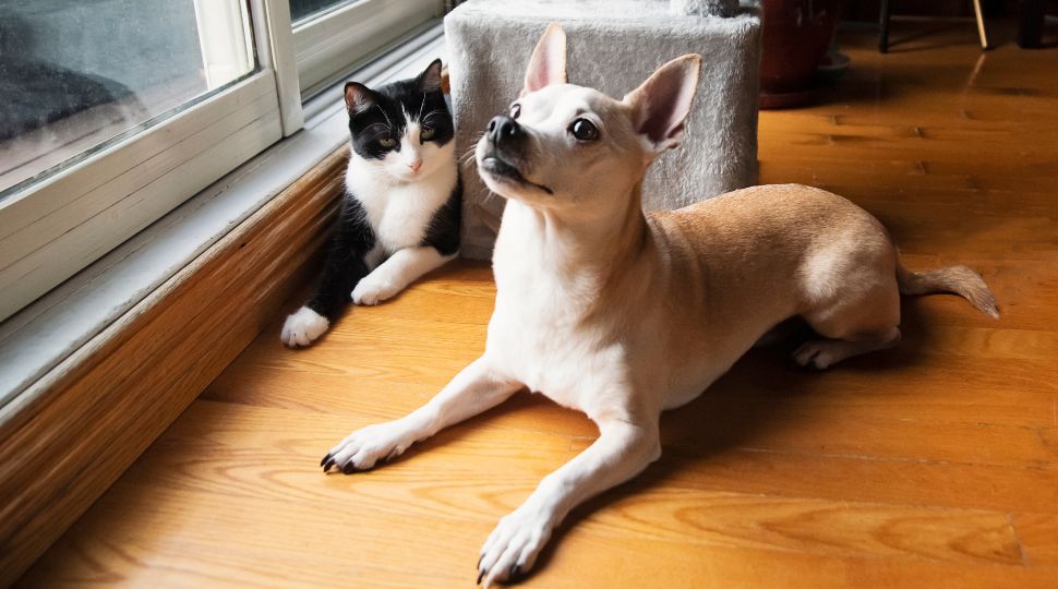 Nuevo reglamento europeo para perros y gatos