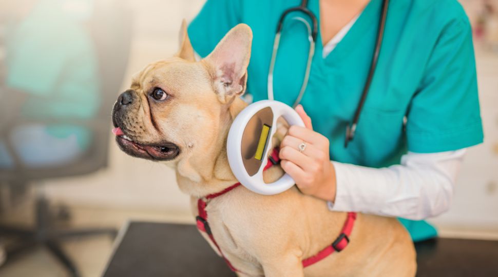 microchip para perros nuevo reglamento europeo