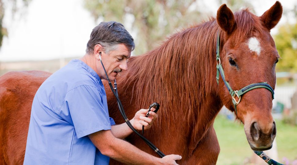 Veterinario examinando a un caballo durante una revisión clínica