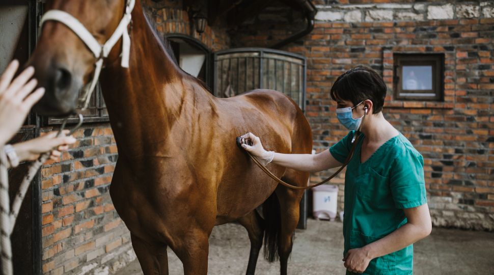 Veterinaria examinando a un caballo durante una revisión clínica