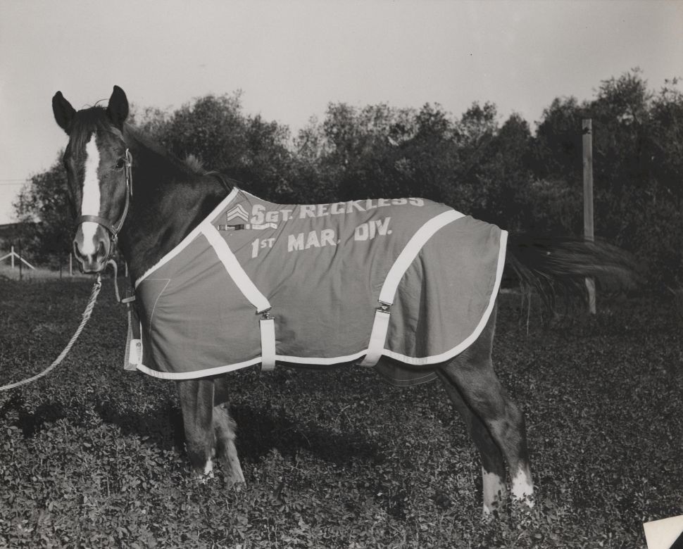 La yegua Reckless en Camp Pendleton durante la década de 1950