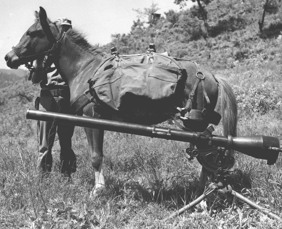 La yegua Reckless junto a un cañón sin retroceso durante la Guerra de Corea