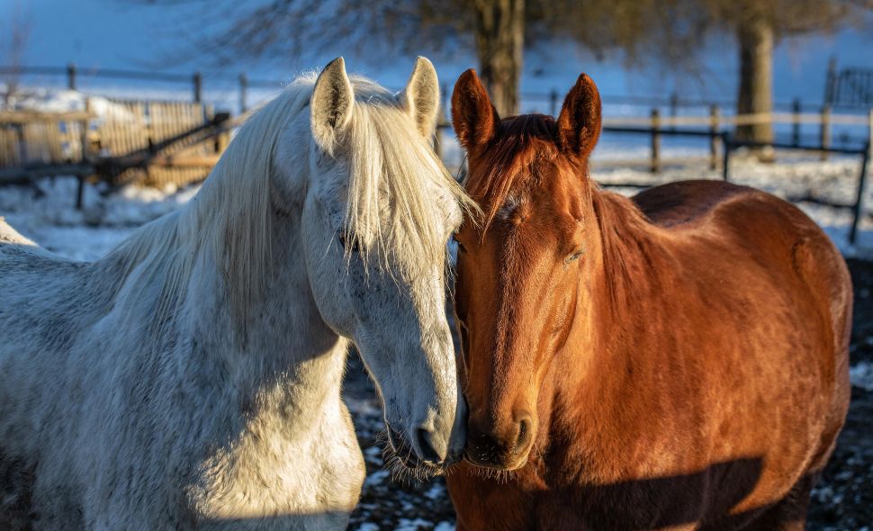 Dos caballos juntos en un recinto cubierto de nieve