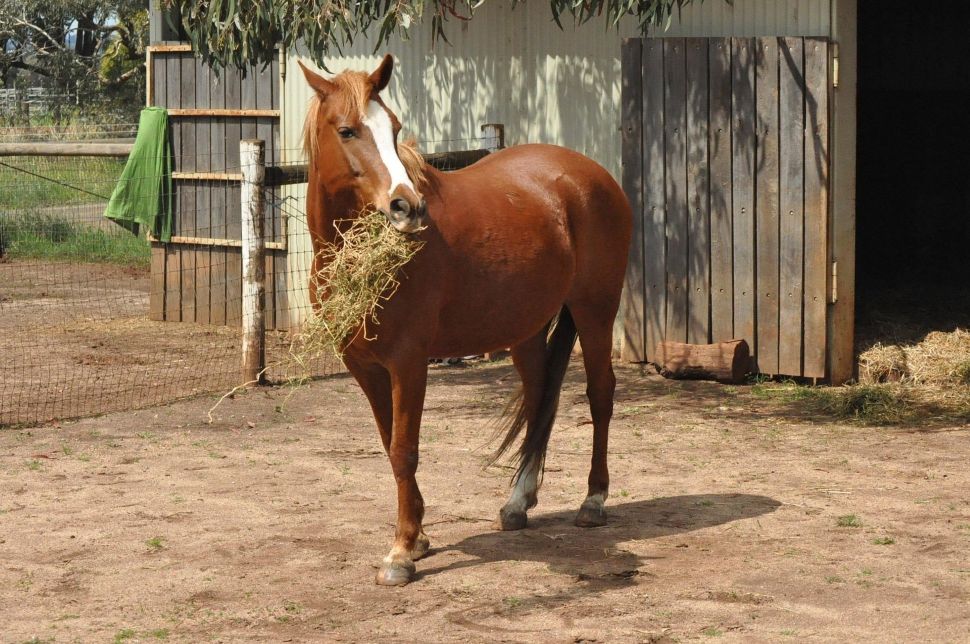 Caballo comiendo heno junto a una cuadra