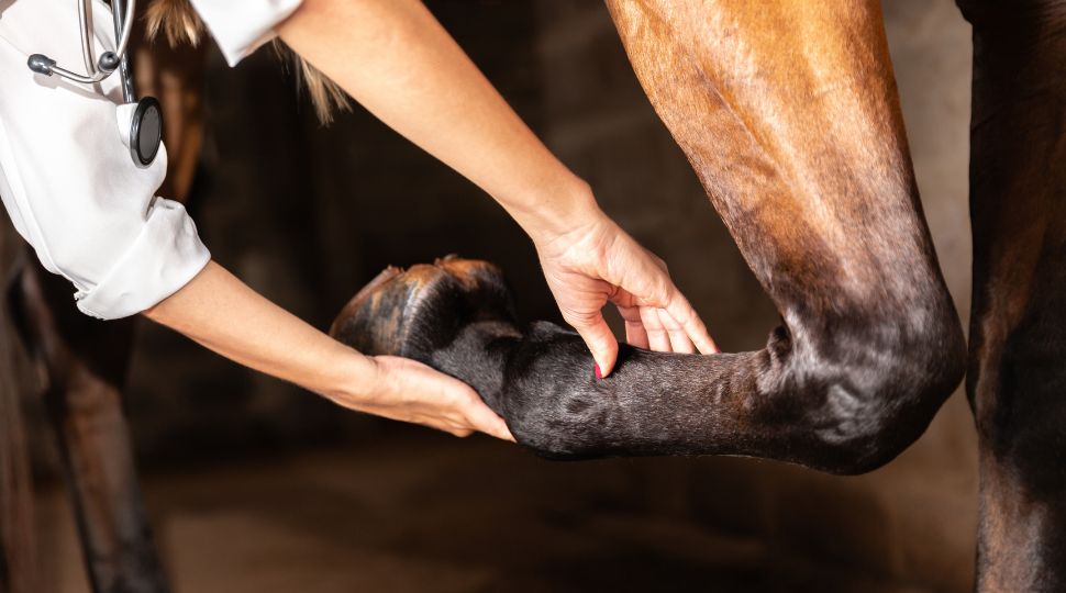 Profesional veterinaria examinando la extremidad de un caballo