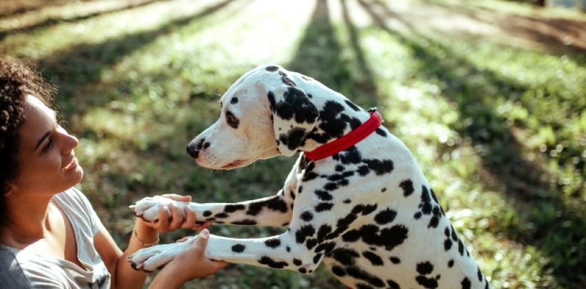 Dalmata