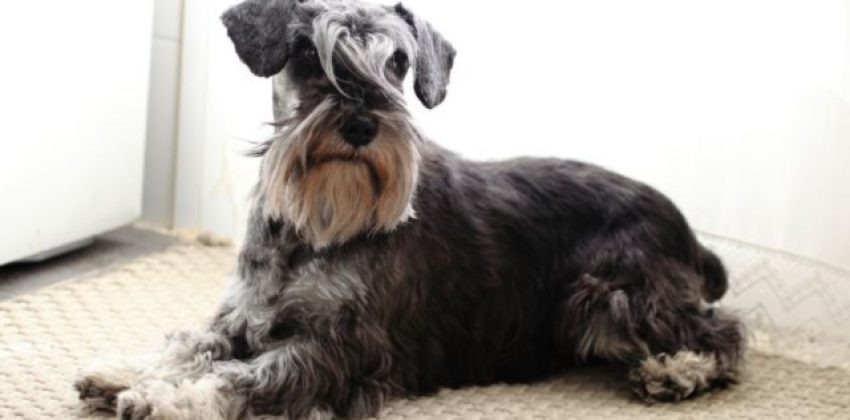 Schnauzer miniatura