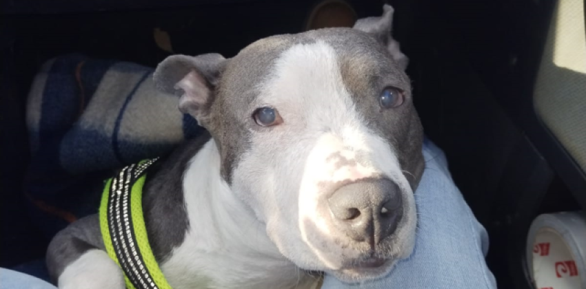 Mamun el perro de Life4Pitbulls