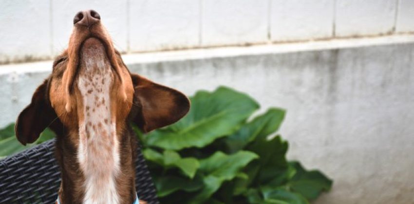MANIOBRA DE HEIMLICH EN PERROS