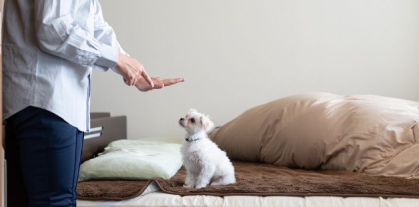 accidentes con perro en casa