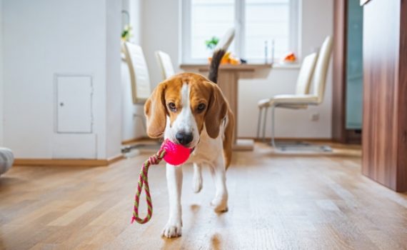 beagle