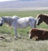 caballos en reserva de Escocia