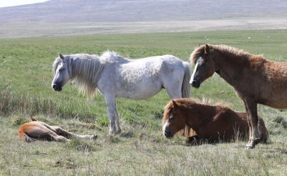 caballos en reserva de Escocia