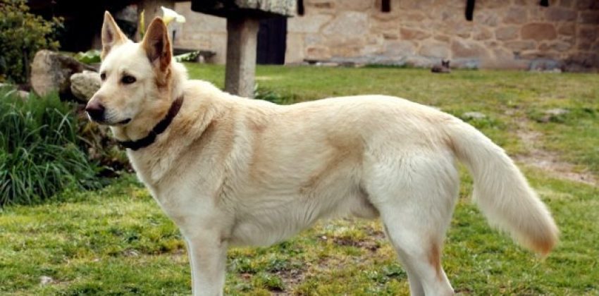 perro Can de Palleiro