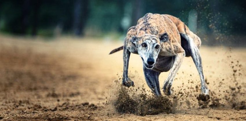 Galgo corriendo