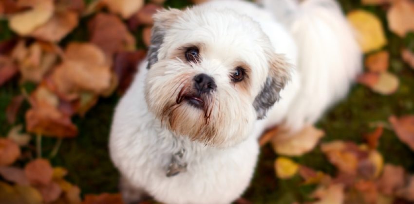 Lhasa Apso Raza de Perro
