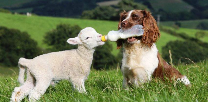 perro dando leche a una oveja