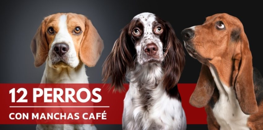 perros blancos con manchas café