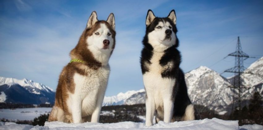 perros nórdicos