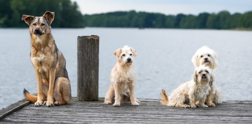perros pequeños viven más