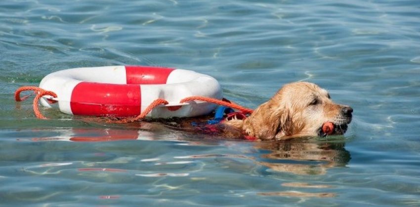 perros de salvamento