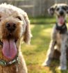 cambia la personalidad de los perros