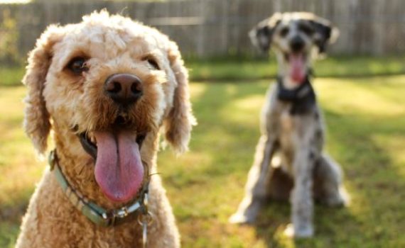 cambia la personalidad de los perros