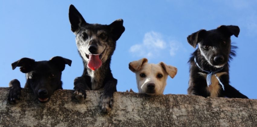 racismo-mascotas