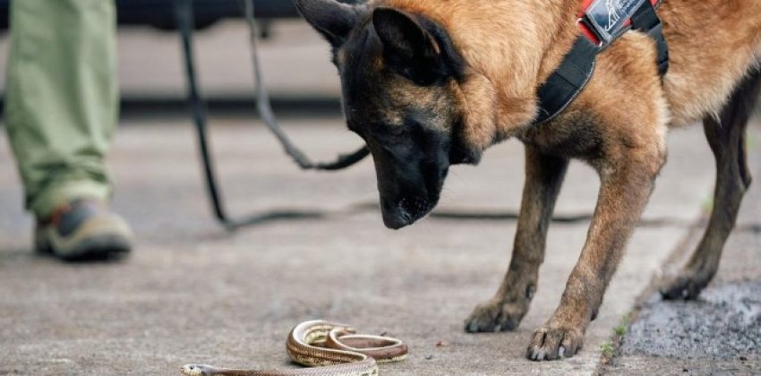 Russel y Mamba perros contra serpientes invasoras