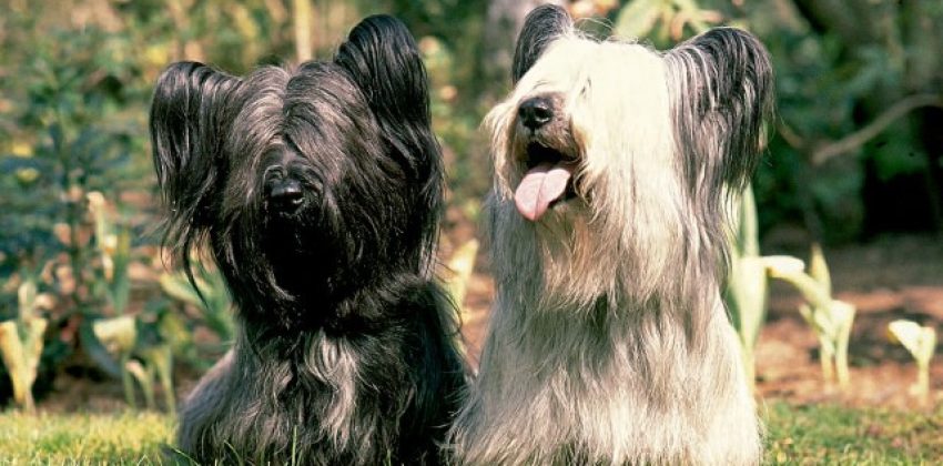 perros Skye Terrier