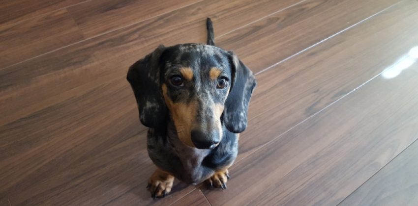 el Teckel no es un perro potencialmente peligroso