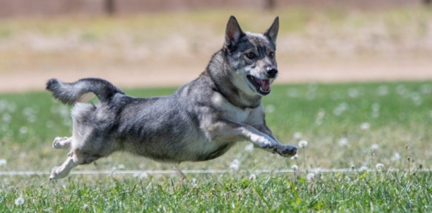 Vallhund sueco